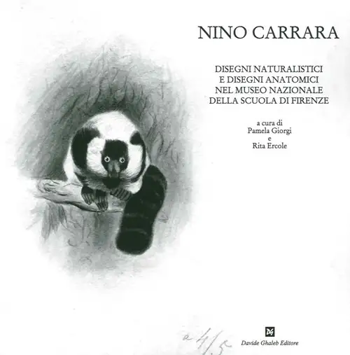 Nino Carrara. Disegni naturalistici e disegni anatomici nel Museo nazionale della scuola di Firenze